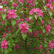 5ft 'Profusion Improved' Crabapple Tree | Malus moerlandsii | Bare Root | 2 Years Old